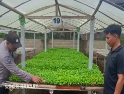 Polisi Bantu Petani, Bhabinkamtibmas Cek Lahan Cabai Warga Dukung Ketahanan Pangan di Banyuwangi