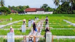 Banyuwangi Jadi Pelopor Industrialisasi Beras Biofortifikasi di Indonesia Lewat Program Sunwangi