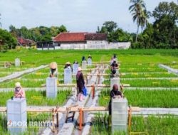 Banyuwangi Jadi Pelopor Industrialisasi Beras Biofortifikasi di Indonesia Lewat Program Sunwangi
