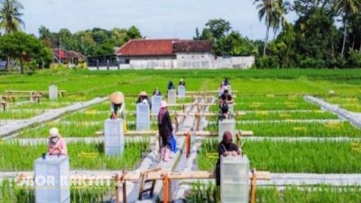 Banyuwangi Jadi Pelopor Industrialisasi Beras Biofortifikasi di Indonesia Lewat Program Sunwangi