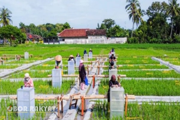 Banyuwangi, Obor Rakyat – Kabupaten Banyuwangi, Jawa Timur, mencatat sejarah baru sebagai daerah pertama dan satu-satunya di Indonesia yang mengembangkan ekosistem industrialisasi beras biofortifikasi secara menyeluruh dari hulu ke hilir. Program unggulan ini dikenal dengan nama Sun Rice of Java Banyuwangi (Sunwangi).