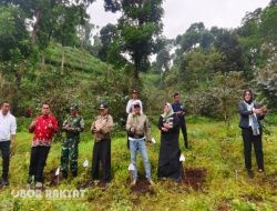 Situbondo Dorong Ekonomi Hijau, Tanam Kopi Premium Yellow Cattura di Lereng Argopuro
