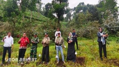 Situbondo Dorong Ekonomi Hijau, Tanam Kopi Premium Yellow Cattura di Lereng Argopuro