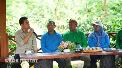 Wapres Gibran Panen Raya Kopi di Bondowoso, Dorong Petani Naik Kelas dan Tembus Pasar Global