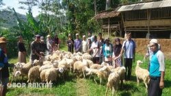 Kampung Zakat Ternak di Desa Sulek Cikal Bakal Bondowoso Penghasil Daging Kambing Halal Nasional