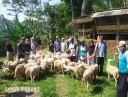 Kampung Zakat Ternak di Desa Sulek Cikal Bakal Bondowoso Penghasil Daging Kambing Halal Nasional