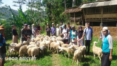 Kampung Zakat Ternak di Desa Sulek Cikal Bakal Bondowoso Penghasil Daging Kambing Halal Nasional