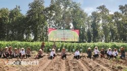 Kapolri dan Menteri Pertanian Pimpin Penanaman Jagung Serentak Nasional, Jember Ambil Bagian di Tempurejo