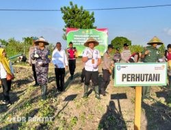 Perhutani Dukung Asta Cita, Hadiri Penanaman Jagung Serentak Kuartal III di Situbondo