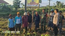 Polsek Tenggarang Tertibkan Anak Bermain Layangan di Sawah, Petani Tembakau Merugi