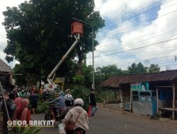 Respons Cepat Aduan Warga, PU Bina Marga Jember Tebang Pohon Rawan Roboh di Antirogo