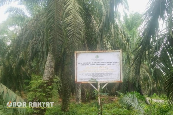 Medan, Obor Rakyat — Meski telah divonis 10 tahun penjara oleh Pengadilan Negeri (PN) Medan pada Agustus 2025 lalu, terpidana kasus korupsi alih fungsi hutan lindung, Alexander Halim alias Lim Sia Cheng (Akuang), hingga kini belum juga menjalani hukuman. Bahkan, Akuang dan para pekerjanya diketahui masih bebas memanen sawit di lahan yang telah disita negara.