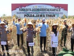 Polresta Banyuwangi Panen Jagung Kuartal Ketiga 2025, Dihadiri Kapolda Jatim dan Bupati Ipuk