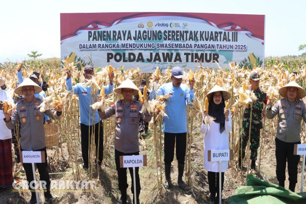 Banyuwangi, Obor Rakyat – Program ketahanan pangan nasional kembali menunjukkan hasil positif. Polresta Banyuwangi menggelar panen jagung serentak kuartal ketiga tahun 2025 di lahan persawahan Kelurahan Sobo, Kecamatan Banyuwangi, Sabtu (27/9/2025).