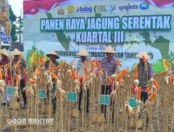 Panen Raya Jagung di Jember Capai 11,2 Ton per Hektare, Polri Kawal Ketat Program Ketahanan Pangan Presiden Prabowo