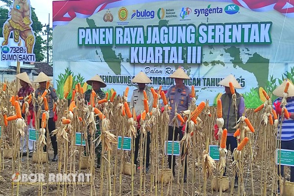 Jember, Obor Rakyat — Program ketahanan pangan yang menjadi prioritas nasional di bawah pemerintahan Presiden Prabowo Subianto mulai menunjukkan hasil konkret. Salah satu buktinya adalah panen raya jagung di Kabupaten Jember, Jawa Timur, yang berhasil mencapai produktivitas tinggi sebesar 11,2 ton per hektare melampaui rata-rata panen sebelumnya yang hanya sekitar 8 ton.