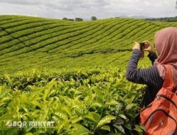 PTPN IV Tegaskan Kebun Teh Sidamanik dan Bah Butong Tak Akan Dikonversi Jadi Sawit