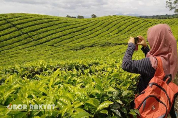 Simalungun, Obor Rakyat – PT Perkebunan Nusantara IV (PTPN IV) Regional II memastikan bahwa kebun teh legendaris Sidamanik dan Bah Butong di Kabupaten Simalungun tidak akan diubah menjadi kebun kelapa sawit. Penegasan ini sekaligus membantah isu yang beredar terkait rencana konversi tanaman teh ke kelapa sawit di kawasan tersebut.