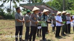 Polres Bondowoso Tanam Jagung di 8 Hektar Lahan: Dukung Ketahanan Pangan Nasional