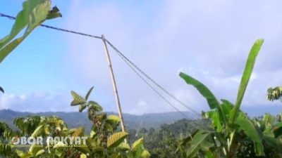 Tiang Listrik dari Bambu Masih Digunakan di Beberapa Wilayah Bondowoso, Aktivis Desak Pemerintah Bertindak