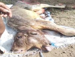 Heboh! Anak Sapi Berkepala Dua Lahir di Bondowoso, Warga Berbondong-Bondong Datang Melihat