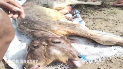 Heboh! Anak Sapi Berkepala Dua Lahir di Bondowoso, Warga Berbondong-Bondong Datang Melihat