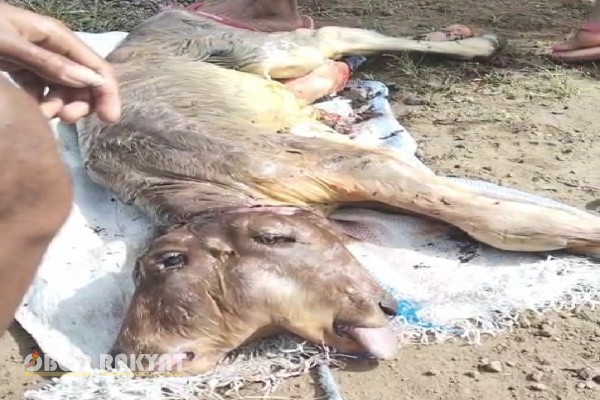 Bondowoso, Obor Rakyat – Warga Desa Kerang, Kecamatan Sukosari, Kabupaten Bondowoso digegerkan dengan kelahiran seekor anak sapi berkepala dua, Sabtu pagi (11/10/2025).
