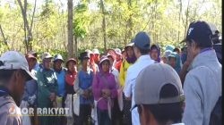 Penebangan Liar Kembali Terjadi di Kebun Kopi Kali Gedang Bondowoso, PTPN I Rugi Ratusan Juta Rupiah
