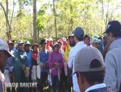 Penebangan Liar Kembali Terjadi di Kebun Kopi Kali Gedang Bondowoso, PTPN I Rugi Ratusan Juta Rupiah
