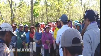 Penebangan Liar Kembali Terjadi di Kebun Kopi Kali Gedang Bondowoso, PTPN I Rugi Ratusan Juta Rupiah