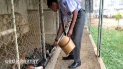 Siswa SMAN 1 Tenggarang Bondowoso Sukses Berwirausaha Jual Telur Ayam KUB, Mandiri dan Inspiratif