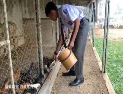Siswa SMAN 1 Tenggarang Bondowoso Sukses Berwirausaha Jual Telur Ayam KUB, Mandiri dan Inspiratif