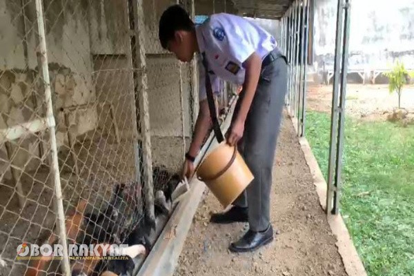 Bondowoso, Obor Rakyat – Kisah inspiratif datang dari seorang pelajar SMA Negeri 1 Tenggarang Bondowoso, Muhammad Afif Bintang Aila. Di usianya yang masih muda, siswa asal Desa Sumbersari, Kecamatan Maesan, Bondowoso ini telah berhasil menjalankan usaha mandiri di bidang peternakan ayam dan penjualan telur ayam kampung unggulan.