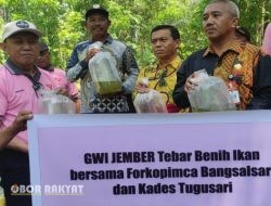 GWI Jember Tebar Ribuan Benih Ikan di Sungai Bedadung untuk Lestarikan Alam