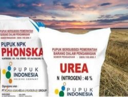 Distributor dan Kios Pupuk di Klabang Bondowoso Sepakati HET Baru, Urea Rp90 Ribu dan Phonska Rp92 Ribu per Sak