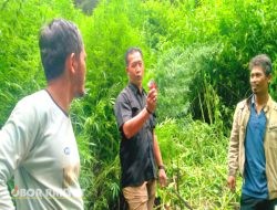 Tim Deninteldam I/BB Temukan Ladang Ganja di Hutan Sibuatan, Kabupaten Karo