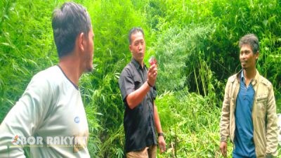 Tim Deninteldam I/BB Temukan Ladang Ganja di Hutan Sibuatan, Kabupaten Karo