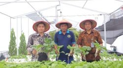 Lapas Kelas I Tangerang Panen Pakcoy Hidroponik, Wujud Nyata Dukungan terhadap Ketahanan Pangan Nasional