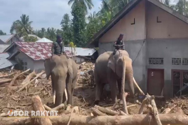 Pidie Jaya Obor Rakyat – Empat ekor gajah milik Balai Konservasi Sumber Daya Alam (BKSDA) Aceh resmi tiba di Kabupaten Pidie Jaya untuk membantu percepatan pembersihan material pascabencana banjir, Senin (8/12/2025).