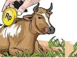 Pengadaan Sapi Pokmas di Bondowoso Diduga Bermasalah, Kandang Kosong Ditemukan