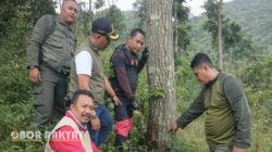 Perhutani KPH Bondowoso Laporkan Dugaan Perusakan Tegakan Hutan Mahoni ke Polres Situbondo