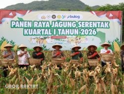 Polres Jember Gelar Panen Raya Jagung Kuartal I 2026, Perkuat Swasembada Pangan Nasional