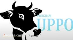Program UPPO di Bondowoso Diduga Gagal, Sapi Hilang hingga Akan Dilaporkan ke KPK