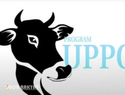 Program UPPO di Bondowoso Diduga Gagal, Sapi Hilang hingga Akan Dilaporkan ke KPK