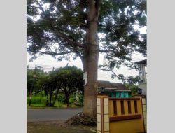 Warga Suger Lor Bondowoso Resah, Pohon Akan Mengancam Rumahnya