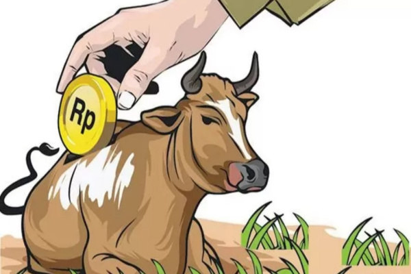 Bondowoso, Obor Rakyat – Komisi Pemberantasan Korupsi (KPK) tengah mendalami dugaan penyimpangan pengadaan hewan ternak, khususnya sapi, yang diduga berkaitan dengan sejumlah kasus korupsi dana hibah dan pengadaan di kementerian. Isu ini kini meluas ke daerah, termasuk Kabupaten Bondowoso, Jawa Timur.