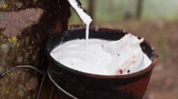 Dugaan Pencurian Getah Karet di Area PT Bridgestone Simalungun, Warga Minta Aparat Bertindak Profesional