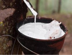 Dugaan Pencurian Getah Karet di Area PT Bridgestone Simalungun, Warga Minta Aparat Bertindak Profesional