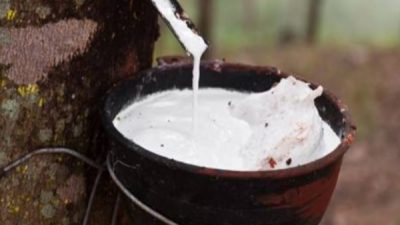 Dugaan Pencurian Getah Karet di Area PT Bridgestone Simalungun, Warga Minta Aparat Bertindak Profesional