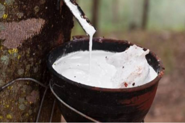 Simalungun, Obor Rakyat – Dugaan praktik pencurian dan penampungan getah karet di areal perkebunan milik PT Bridgestone yang berlokasi di Nagori Dolok Maraja, Kecamatan Tapian Dolok, Kabupaten Simalungun, Sumatera Utara, menjadi sorotan masyarakat. Aktivitas yang diduga berlangsung cukup lama itu disebut-sebut memicu keresahan warga sekitar.